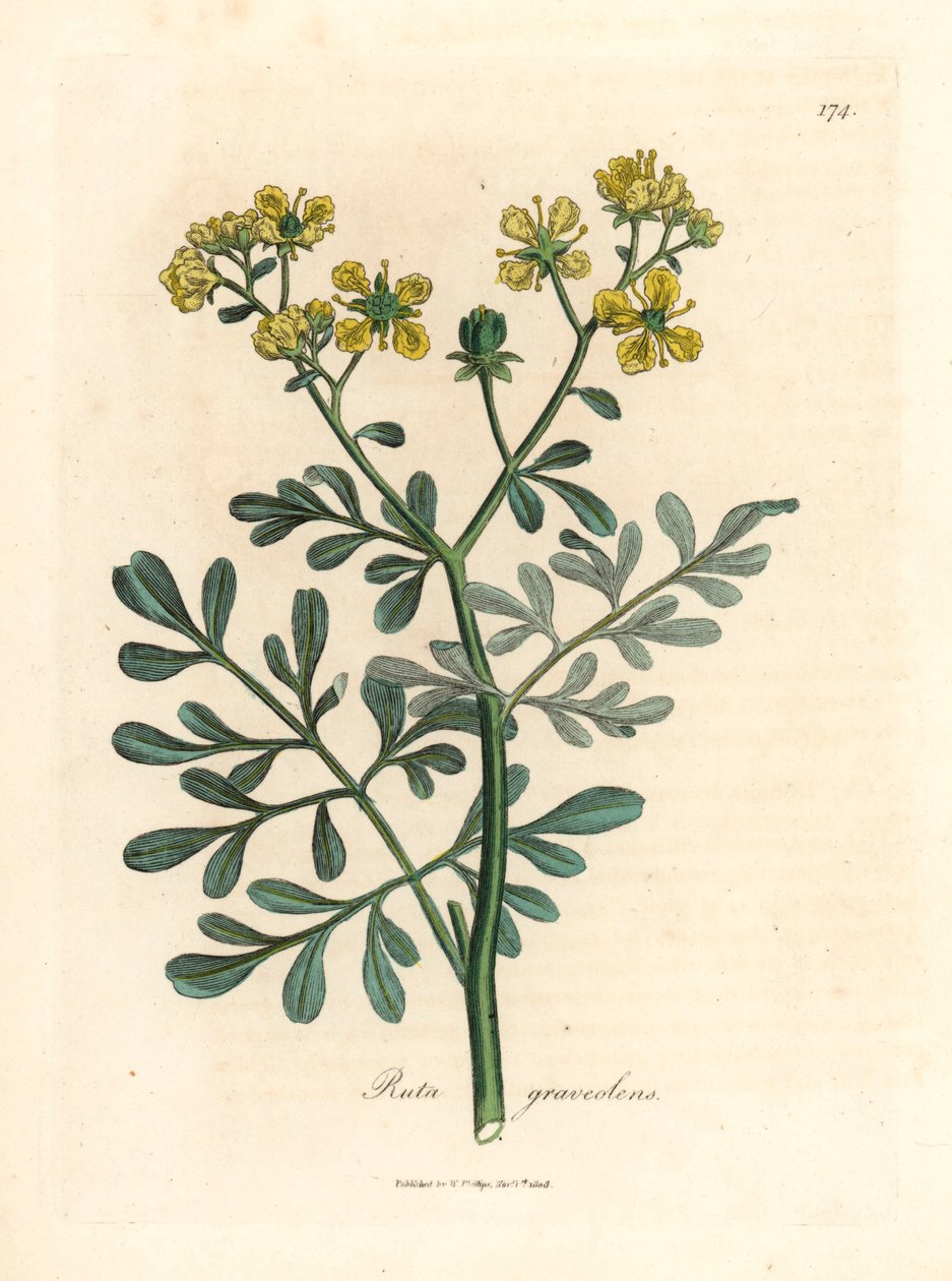 Keltakukkainen rue, Ruta graveolens, William Woodvillen James Sowerbyn kasvitieteellisestä kuvituksesta ja Sir William Jackson Hookerin "Medical Botany" 1832 (käsinvärinen kuparikaiverrus) tekijältä James (after) Sowerby