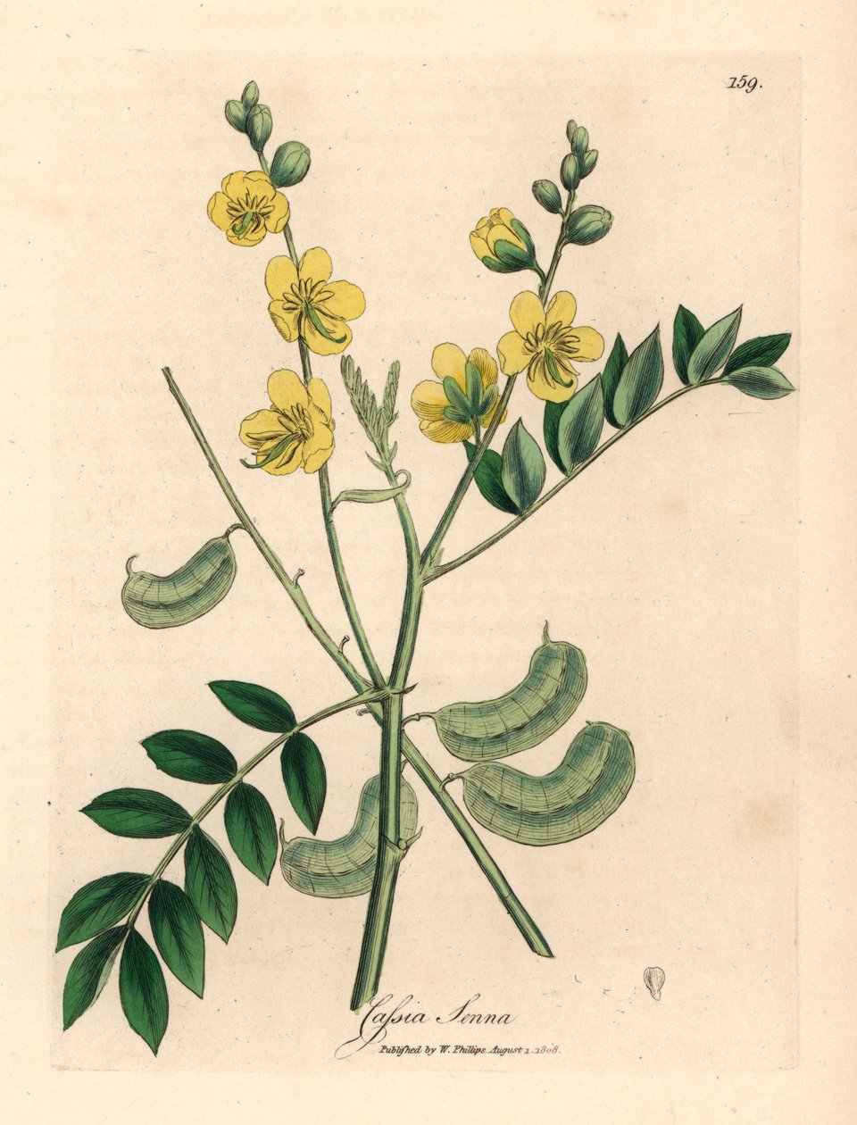 Keltakukkainen senna tai egyptiläinen kassia siemenpaloilla, Cassia senna, James Sowerbyn kasvitieteellisestä kuvituksesta William Woodvillestä ja Sir William Jackson Hookerin "Medical Botany" 1832 (käsinvärinen kuparikaiverrus) tekijältä James (after) Sowerby