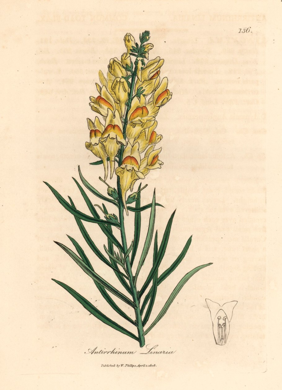 Keltakukkainen lohikäärme, Antirrhinum linaria, William Woodvillen James Sowerbyn kasvitieteellisestä kuvituksesta ja Sir William Jackson Hookerin "Medical Botany" 1832 (käsinvärinen kuparikaiverrus) tekijältä James (after) Sowerby