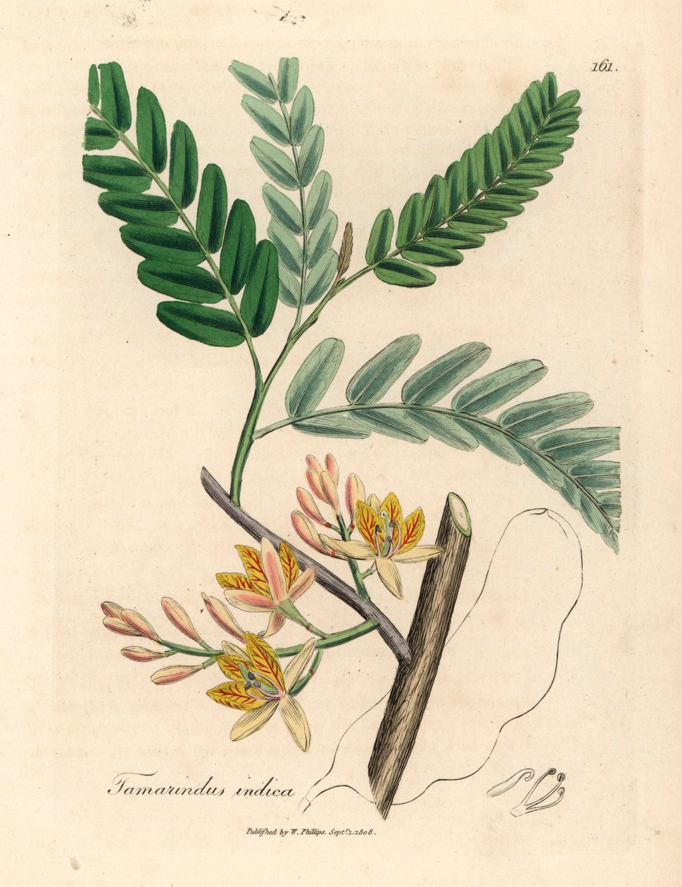 Keltakukkainen tamarindipuu, Tamarindus indica, James Sowerbyn kasvitieteellisestä kuvituksesta William Woodvillestä ja Sir William Jackson Hookerin "Medical Botany" 1832 (käsinvärinen kuparikaiverrus) tekijältä James (after) Sowerby