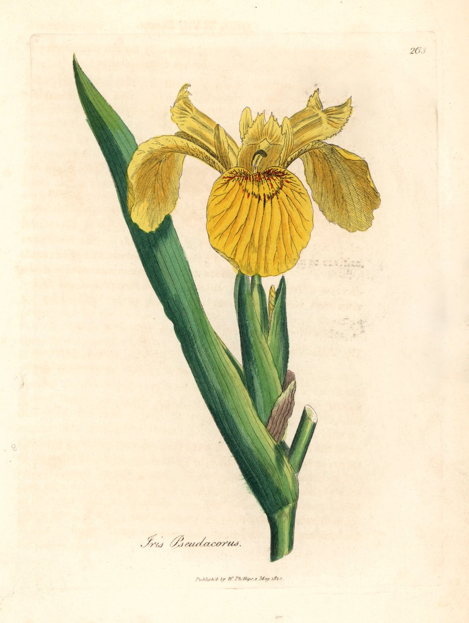 Keltainen vesilippu, Iris pseudocorus, James Sowerbyn kasvitieteellisestä kuvituksesta William Woodvillesta ja Sir William Jackson Hookerin "Medical Botany" 1832 (käsinvärinen kuparikaiverrus) tekijältä James (after) Sowerby