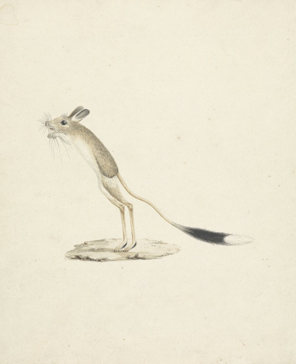 Jerboa nro 4 (wc grafiitin päällä paperilla) tekijältä James 1730 94 Bruce