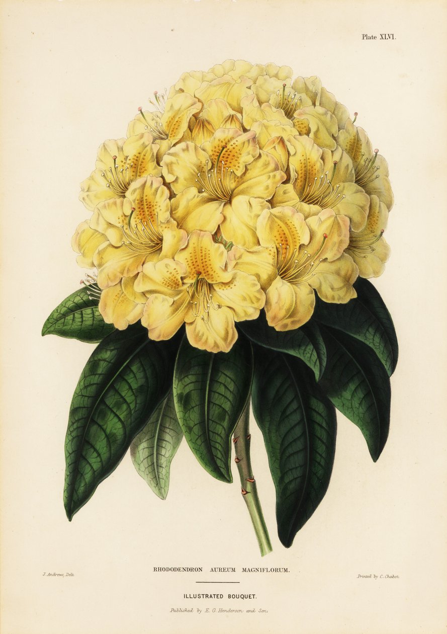 Kultainen rhododendron, Rhodendron aureum magniflorum tekijältä James Andrews