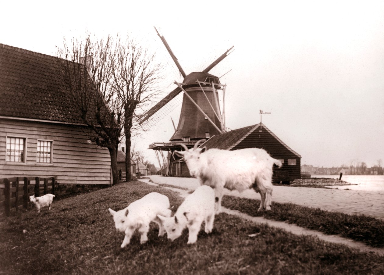 Goats, Laandam, Alankomaat, 1898. tekijältä James Batkin