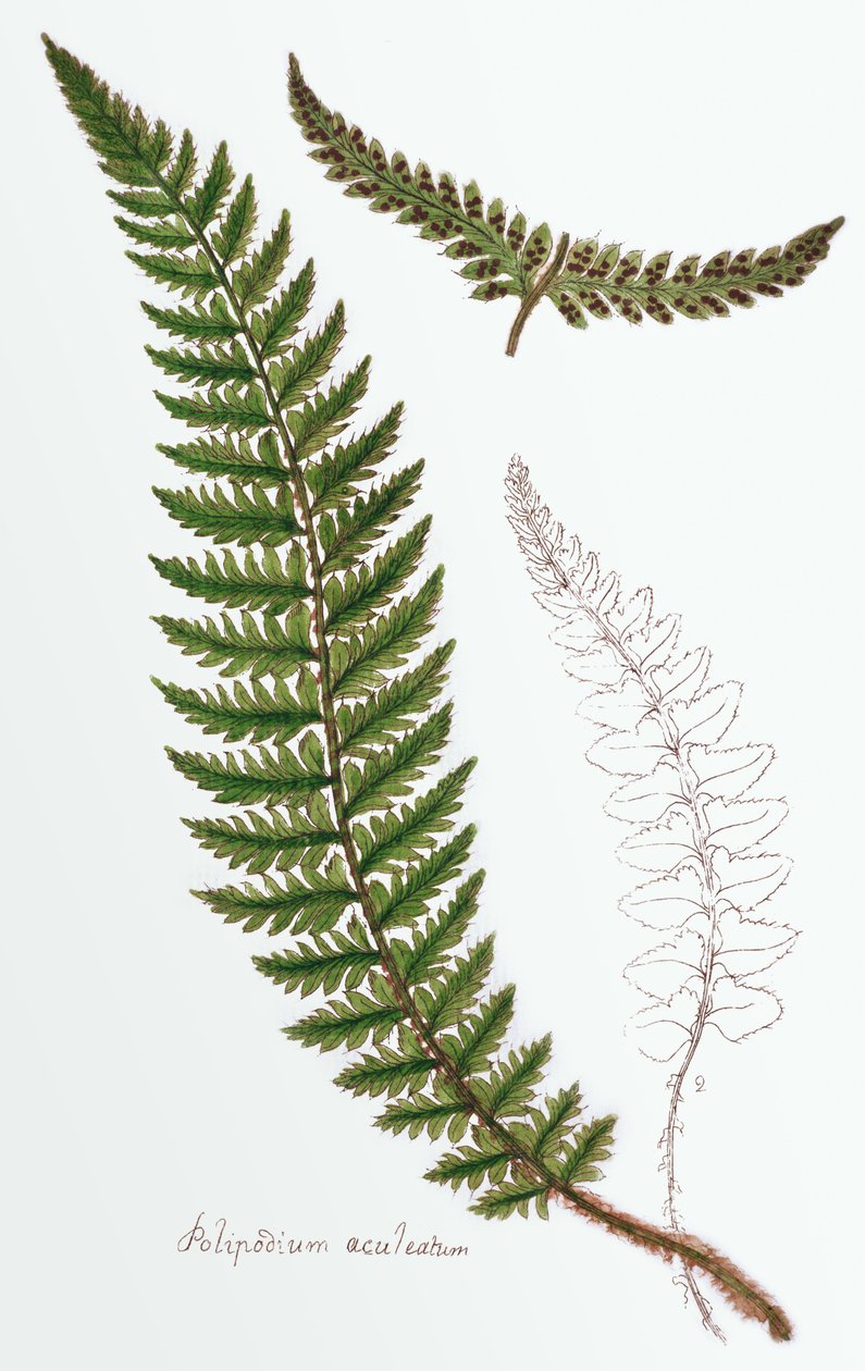 "Polipodium aculeatum", nykyään Polystichum achuleatum, yleinen kosteiden metsien saniainen kaikkialla Brittisaarilla, julkaisusta "Filices Brittanicae; an History of the British Proper Ferns", 1785 tekijältä James Bolton