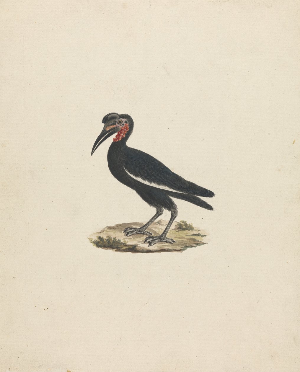 Bocorvus abyssinicus (Abessinian maasarvinokka) tekijältä James Bruce