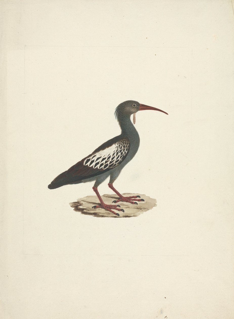 Bostrychia carunculata (Wattled Ibis) tekijältä James Bruce