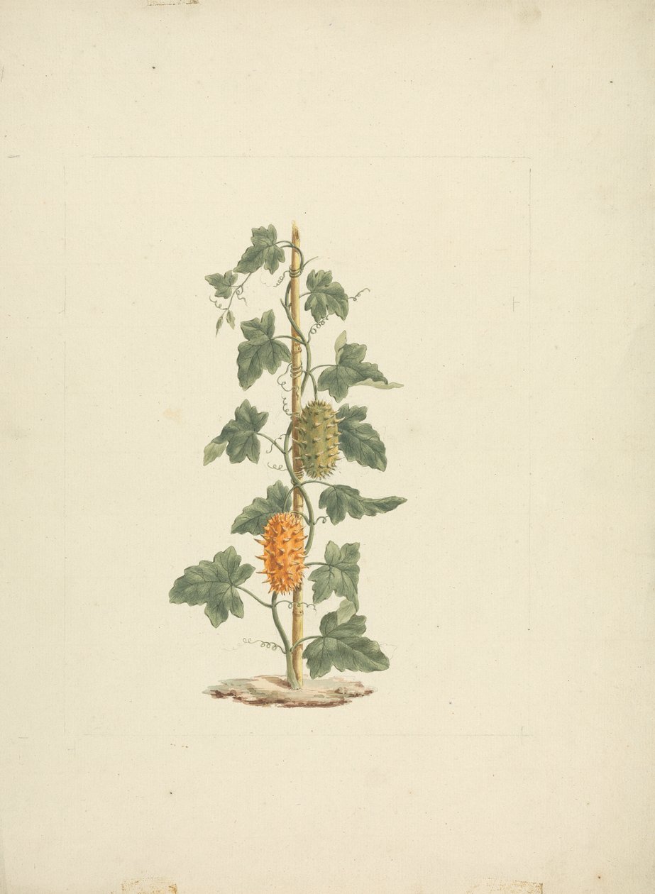 Cucumis metuliferus Naud (villikurkku): valmis piirros tekijältä James Bruce
