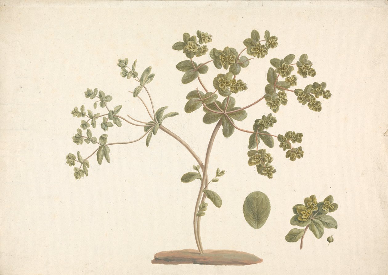 Euphorbia helioscopia L. (Sun Spurge): desenho finalizado de floricultura com detalhes de flores e folhas e frutos finlandeses tekijältä James Bruce