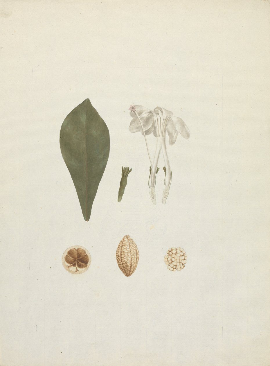 Gardenia ternifolia Schum.& Thonn. (Jovis-Tonantis): valmis piirros, jossa on lisäyksityiskohtia hedelmästä tekijältä James Bruce