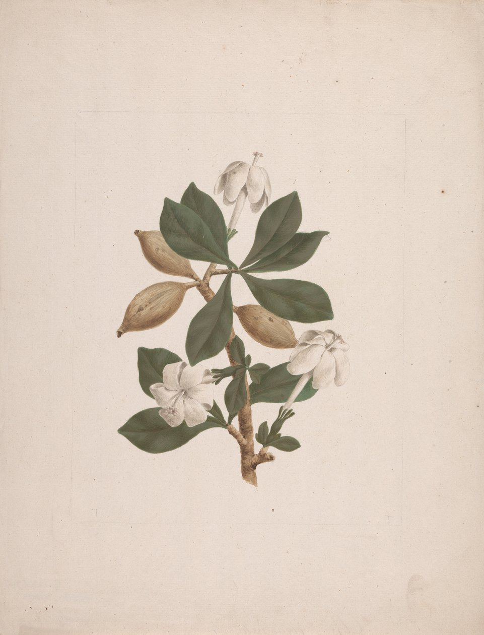 Gardenia ternifolia Schum.& Thonn. (Wild Gardenia): valmis piirustus tekijältä James Bruce