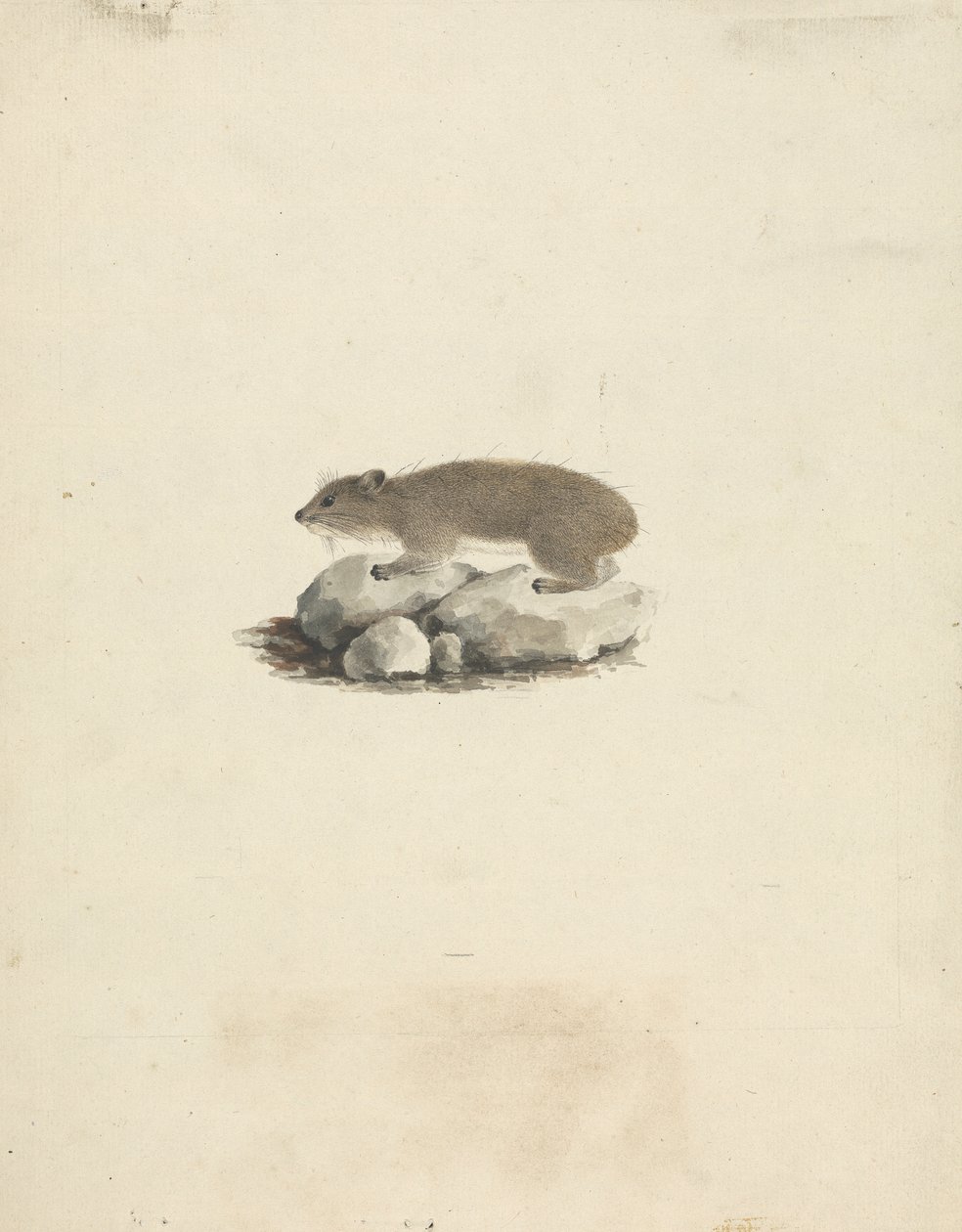 Heterohyrax brucei (keltapilkkukivihyrax) tekijältä James Bruce