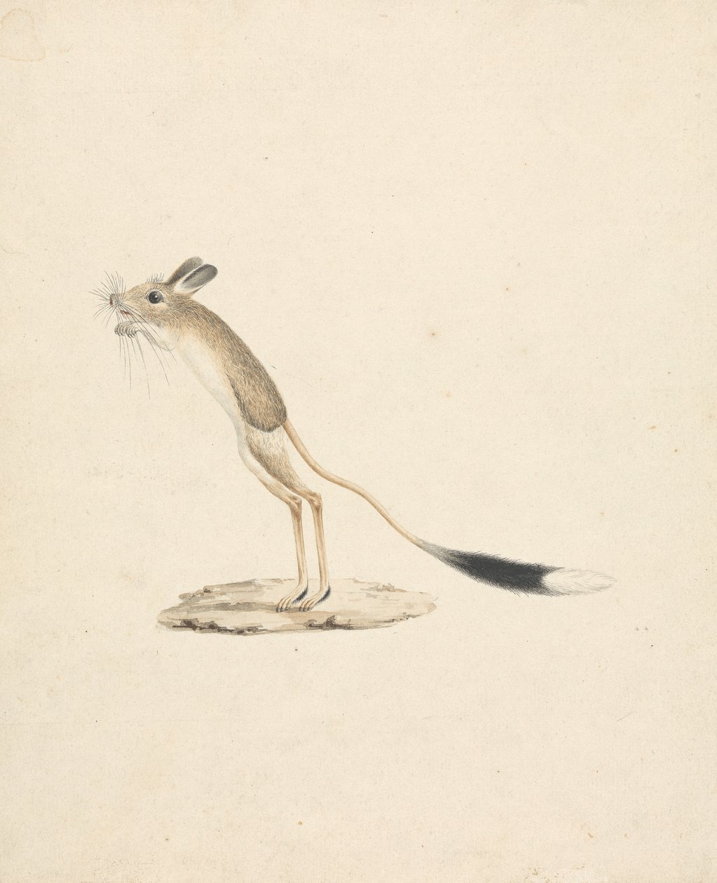 Jerboa tekijältä James Bruce