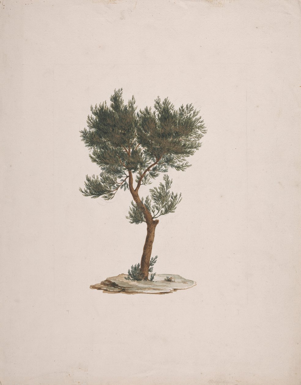 Juniperus procera Endl. (African Pencil Cedar): valmis piirros puiden tavasta tekijältä James Bruce