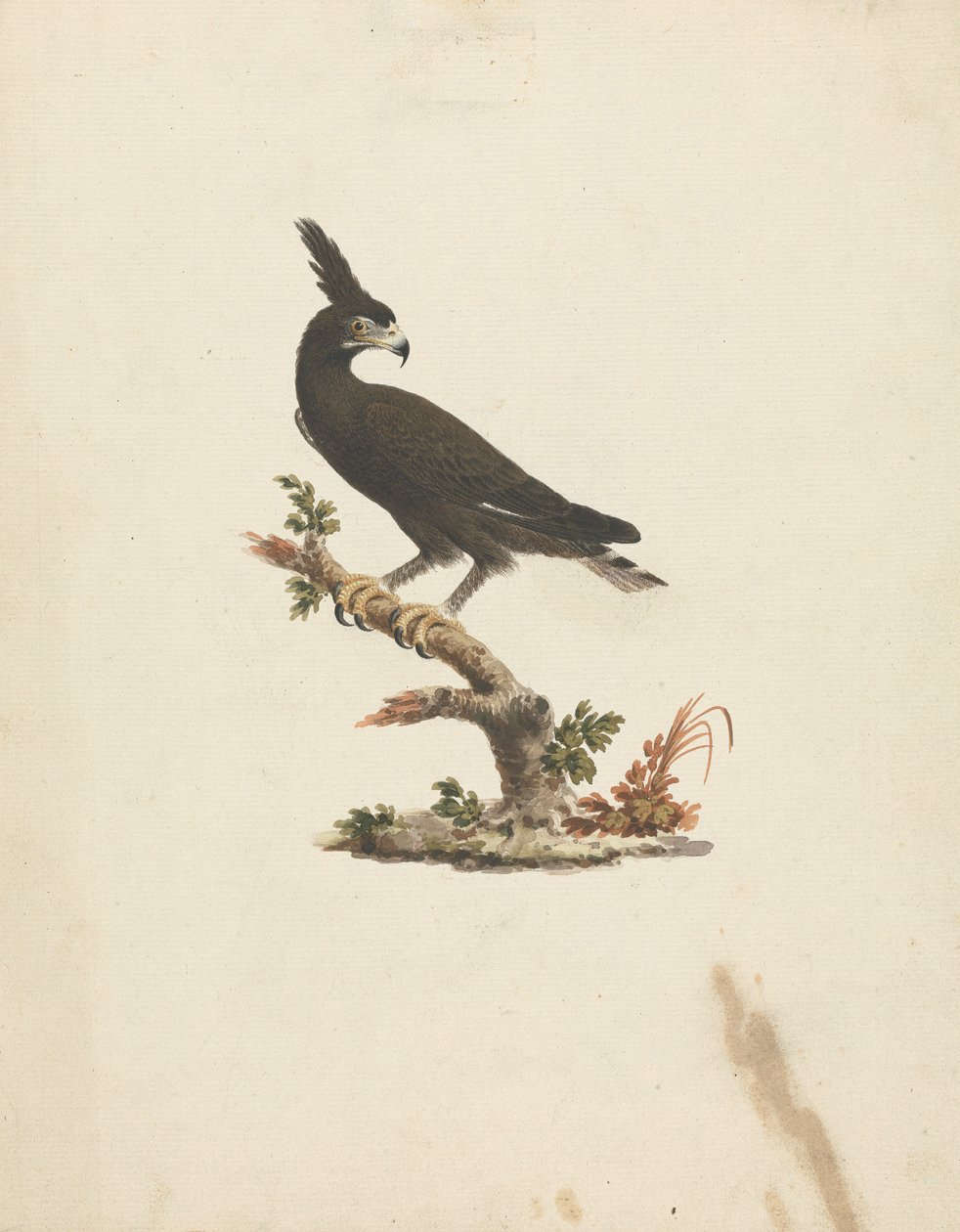 Lophaetus occipitalis (Águia de crista longa) finlandesa tekijältä James Bruce