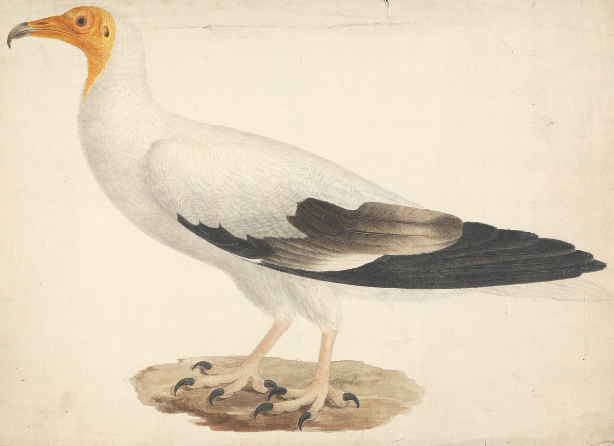 Neophron percnopterus (egyptiläinen korppikotka) tekijältä James Bruce