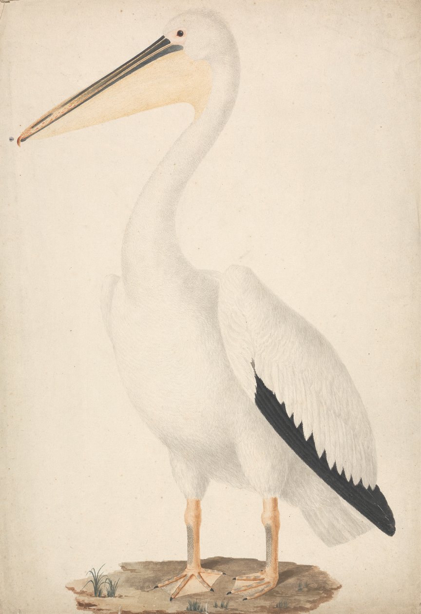 Pelecanus onocrotalus (suuri valkoinen pelikaani) tekijältä James Bruce
