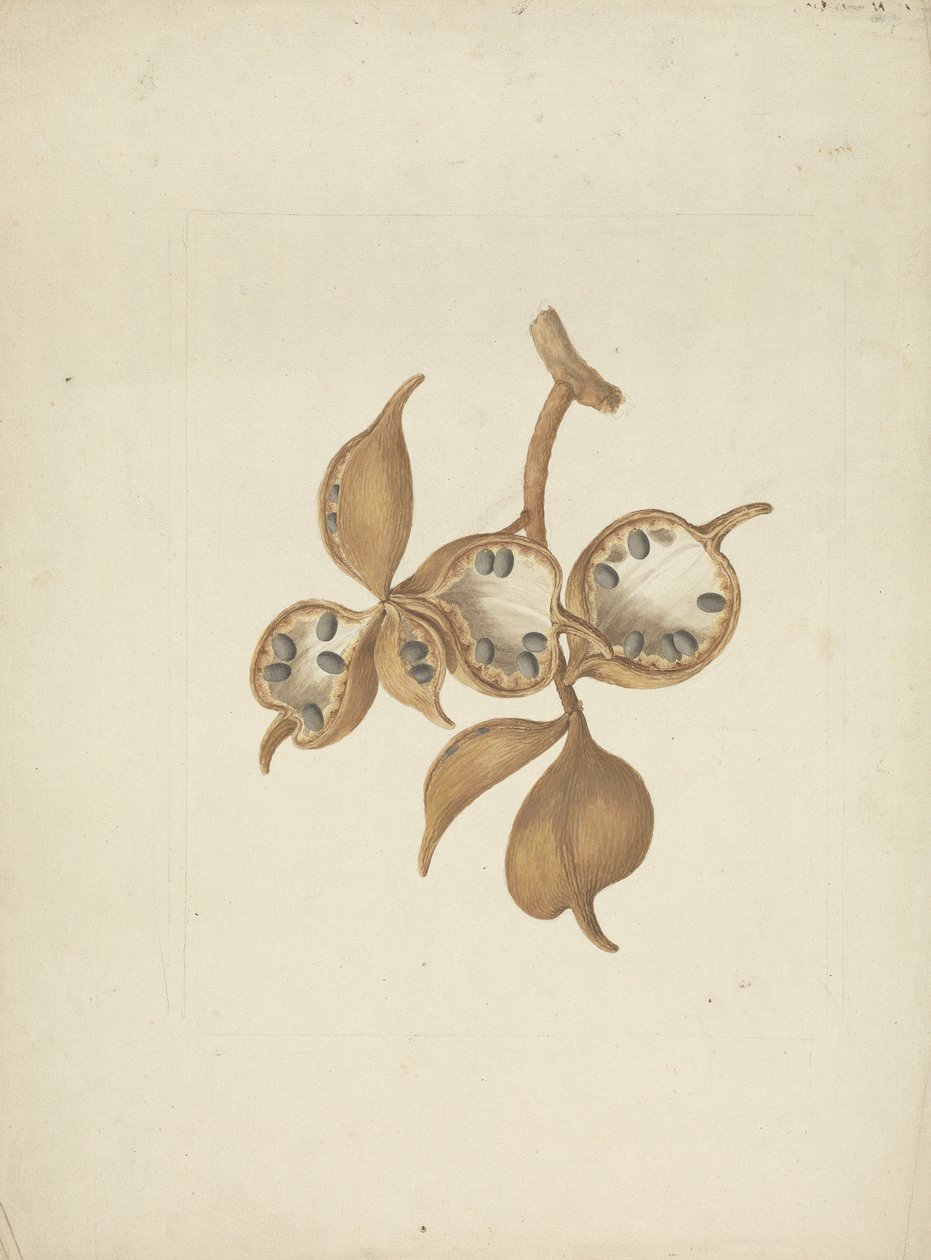 Sterculia africana (Lour.) Fiori: valmis piirros varresta ja siemenpaloista, joissakin avoimissa siemenissä tekijältä James Bruce