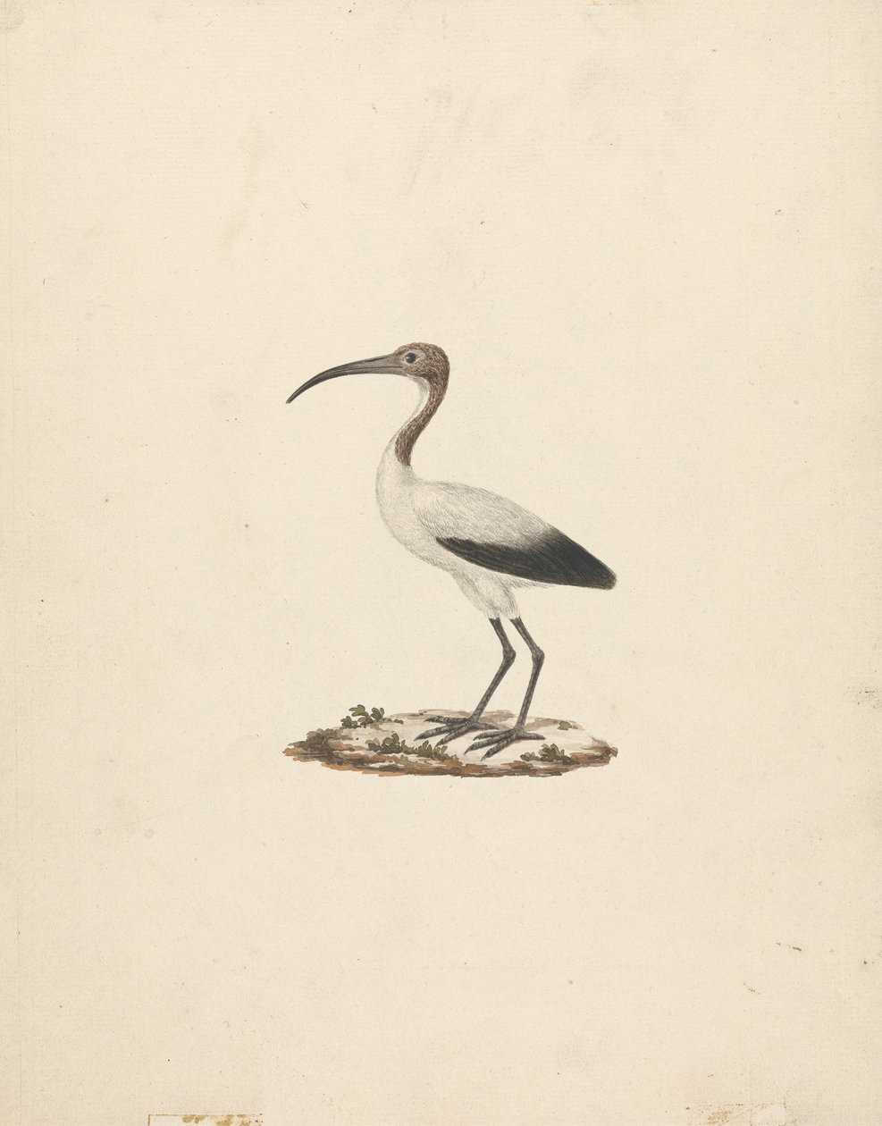 Threskiornis ethiopicus (Afrikkalainen pyhä ibis) tekijältä James Bruce