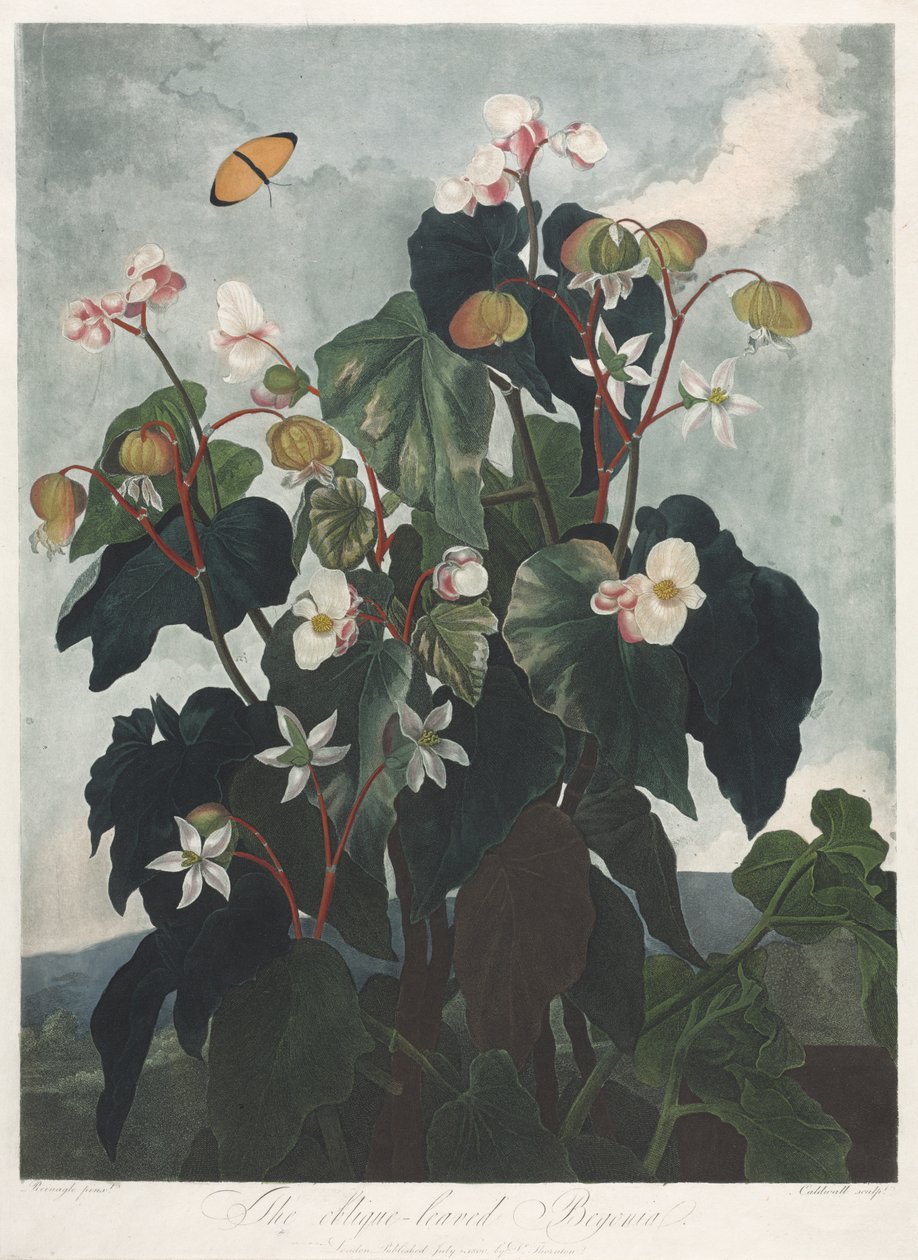 Floran temppeli eli luonnonpuutarha: Obique-lehtinen begonia tekijältä James Caldwall