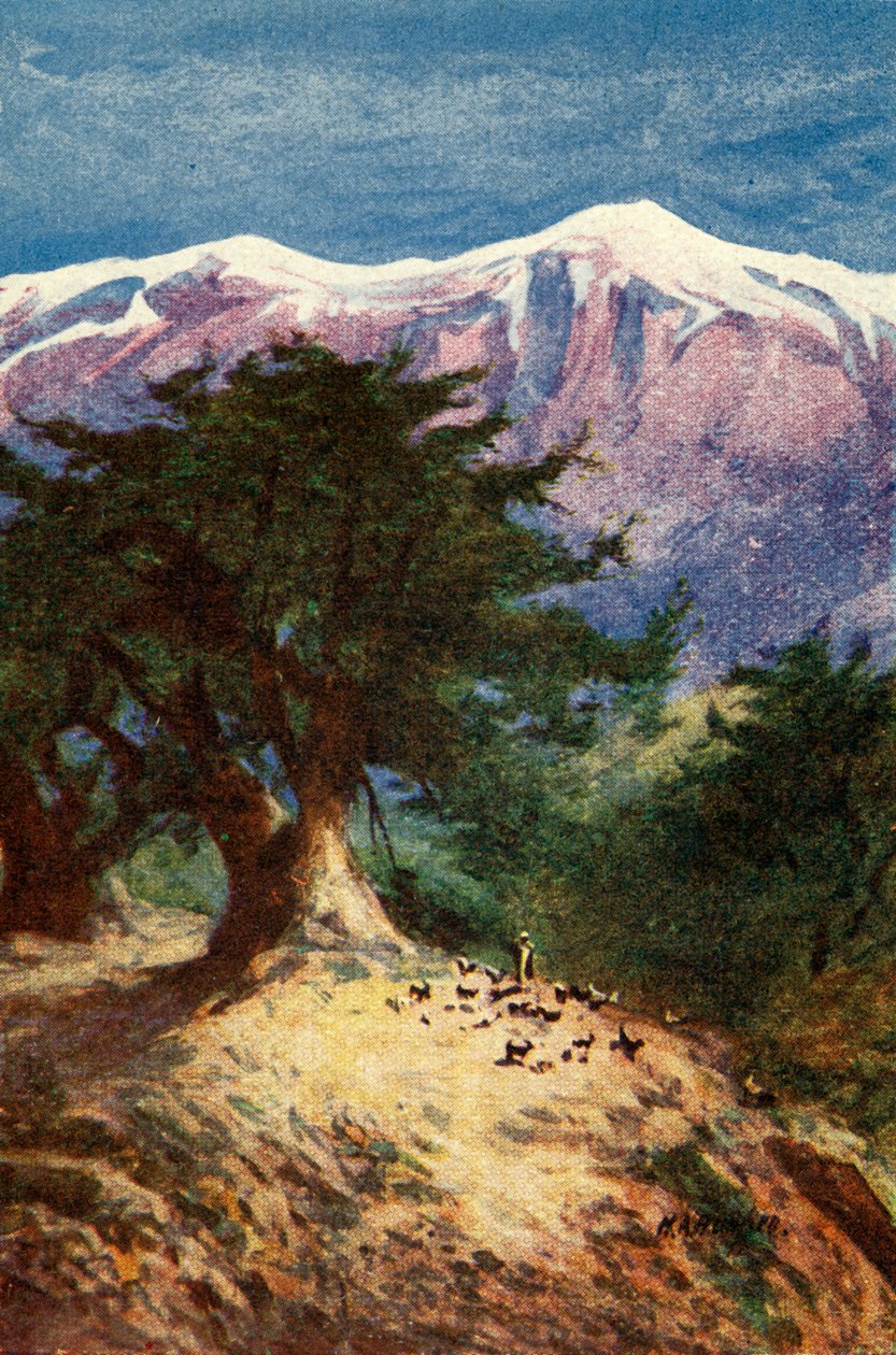 Cedars of Libanon - Matt. xii. 33, c1924. Tekijät: James Clark, Henry A Harper. tekijältä James Clark and Henry A Harper