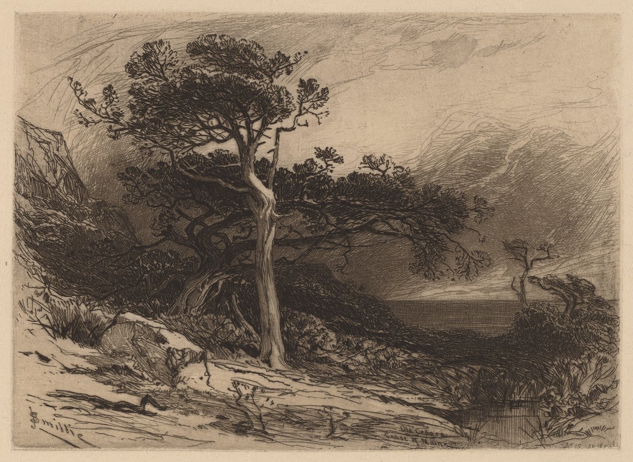 Old Cedars, Mainen rannikko tekijältä James David Smillie