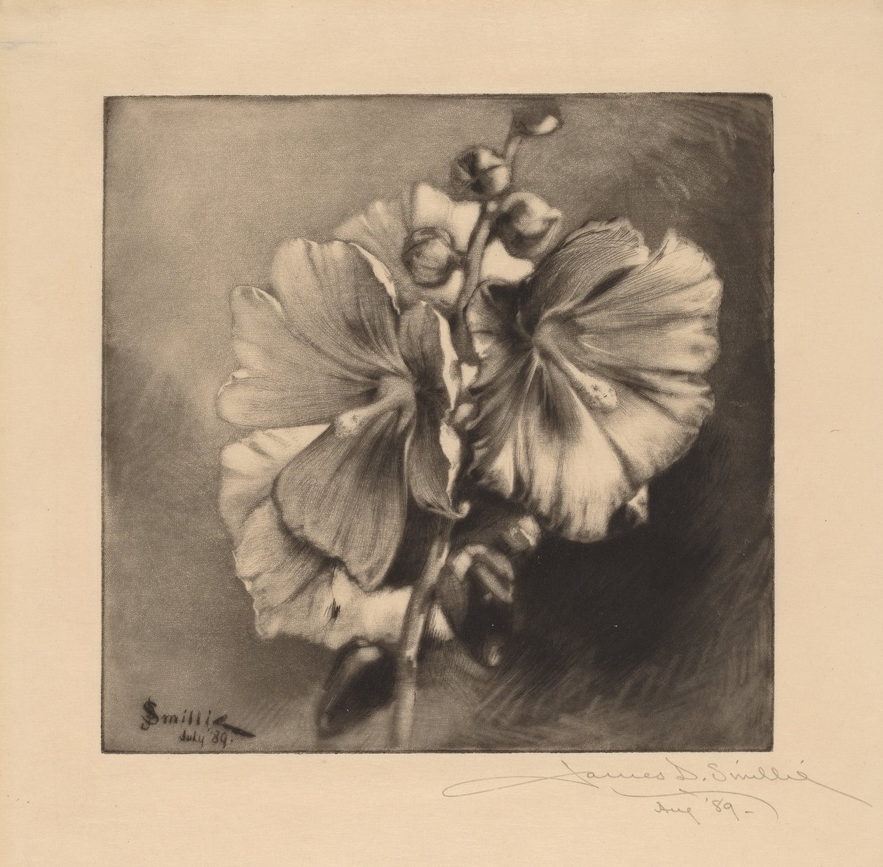 Yksittäiset hollyhocks tekijältä James David Smillie