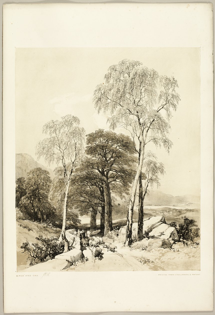 Koivu ja tammi, puistosta ja metsästä tekijältä James Duffield Harding