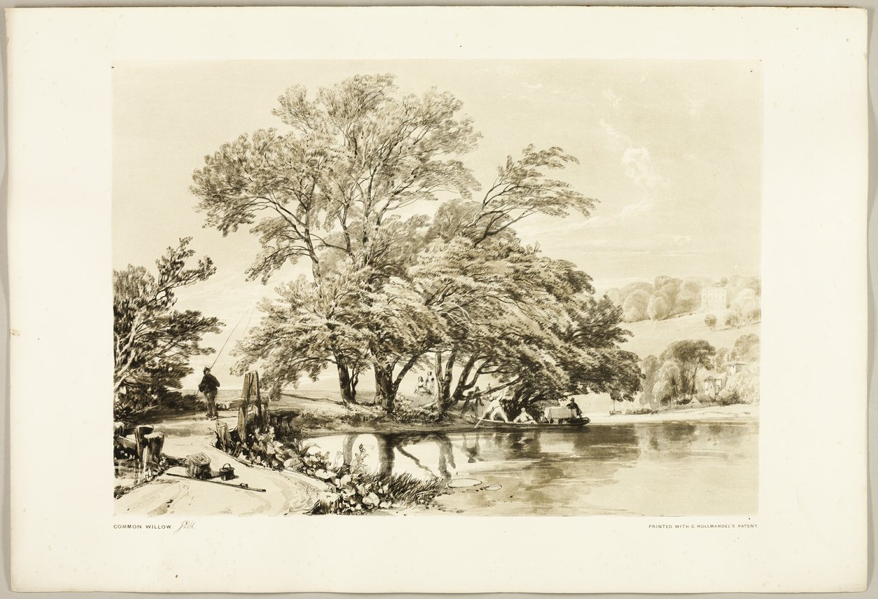 Common Willow, puistosta ja metsästä tekijältä James Duffield Harding
