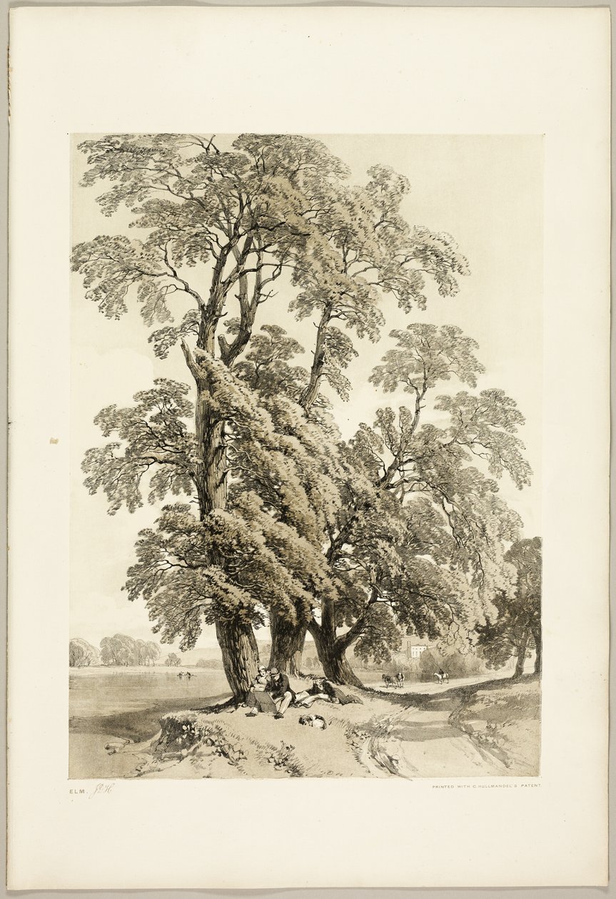 Elm, puistosta ja metsästä tekijältä James Duffield Harding
