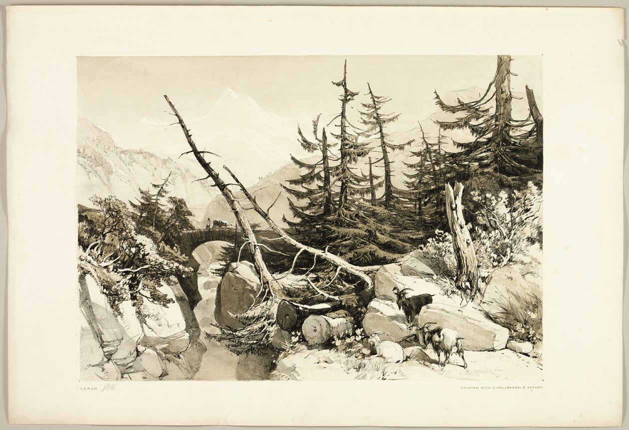 Lehtikuusi, puistosta ja metsästä tekijältä James Duffield Harding