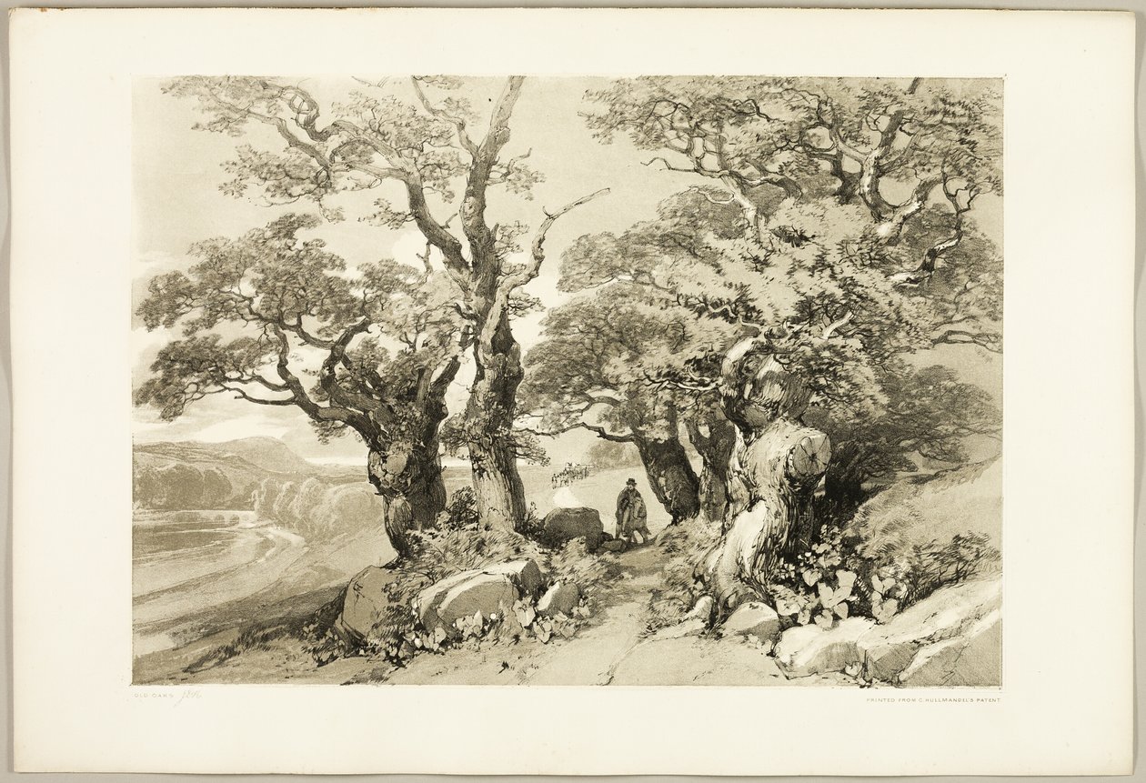 Old Oaks, puistosta ja metsästä tekijältä James Duffield Harding