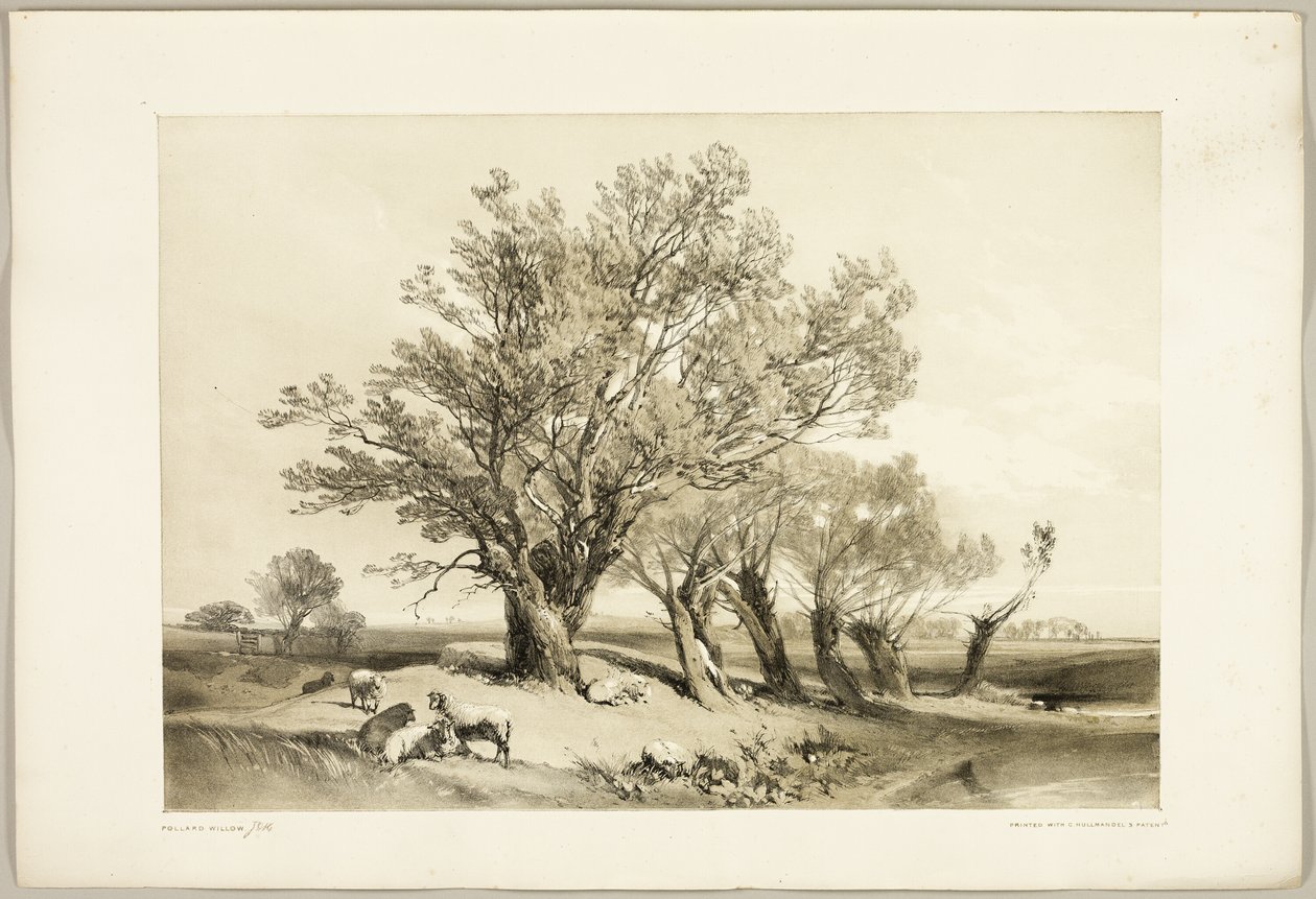 Pollard Willow, elokuvasta The Park and the Forest tekijältä James Duffield Harding