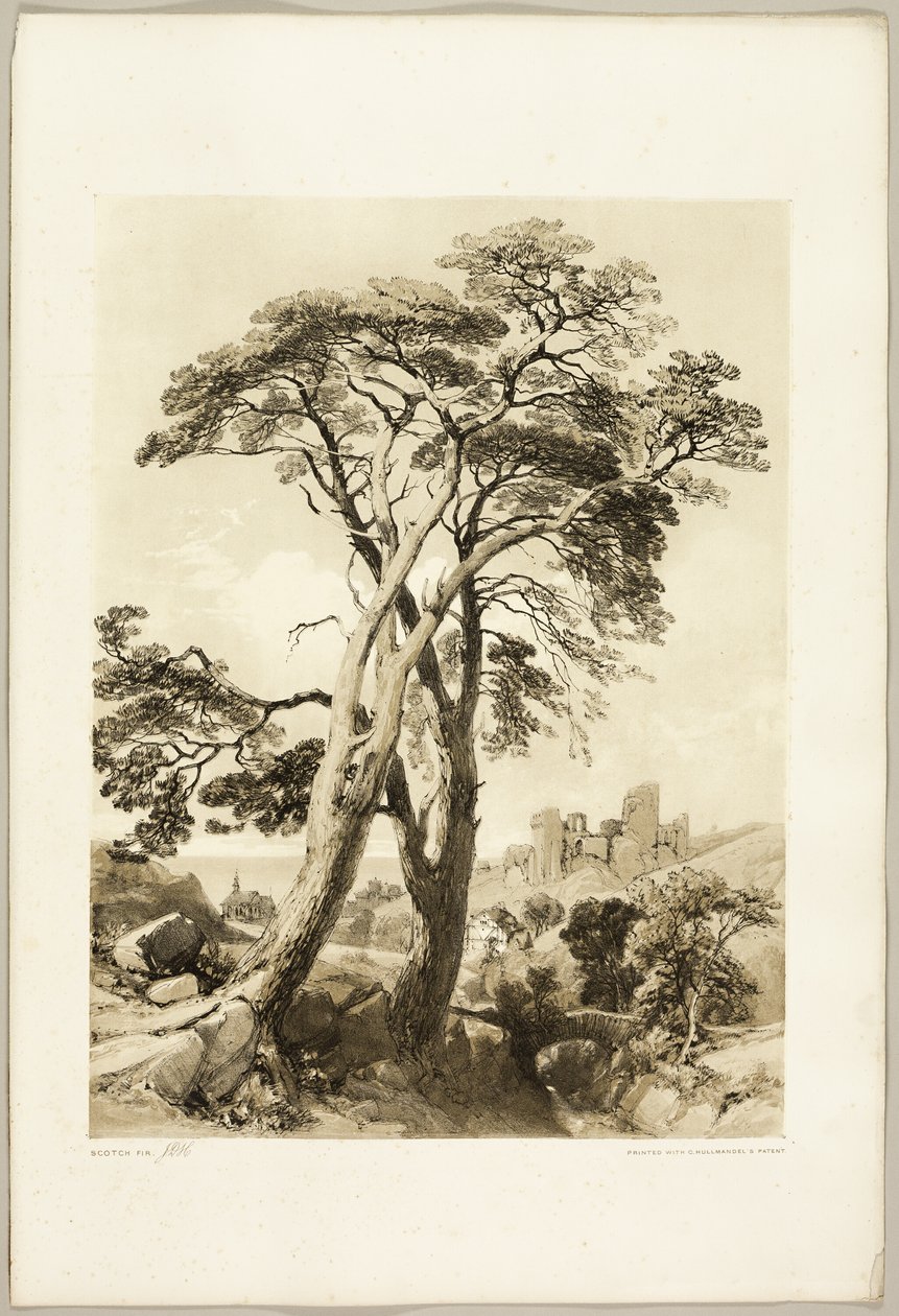 Scotch Fir, puistosta ja metsästä tekijältä James Duffield Harding