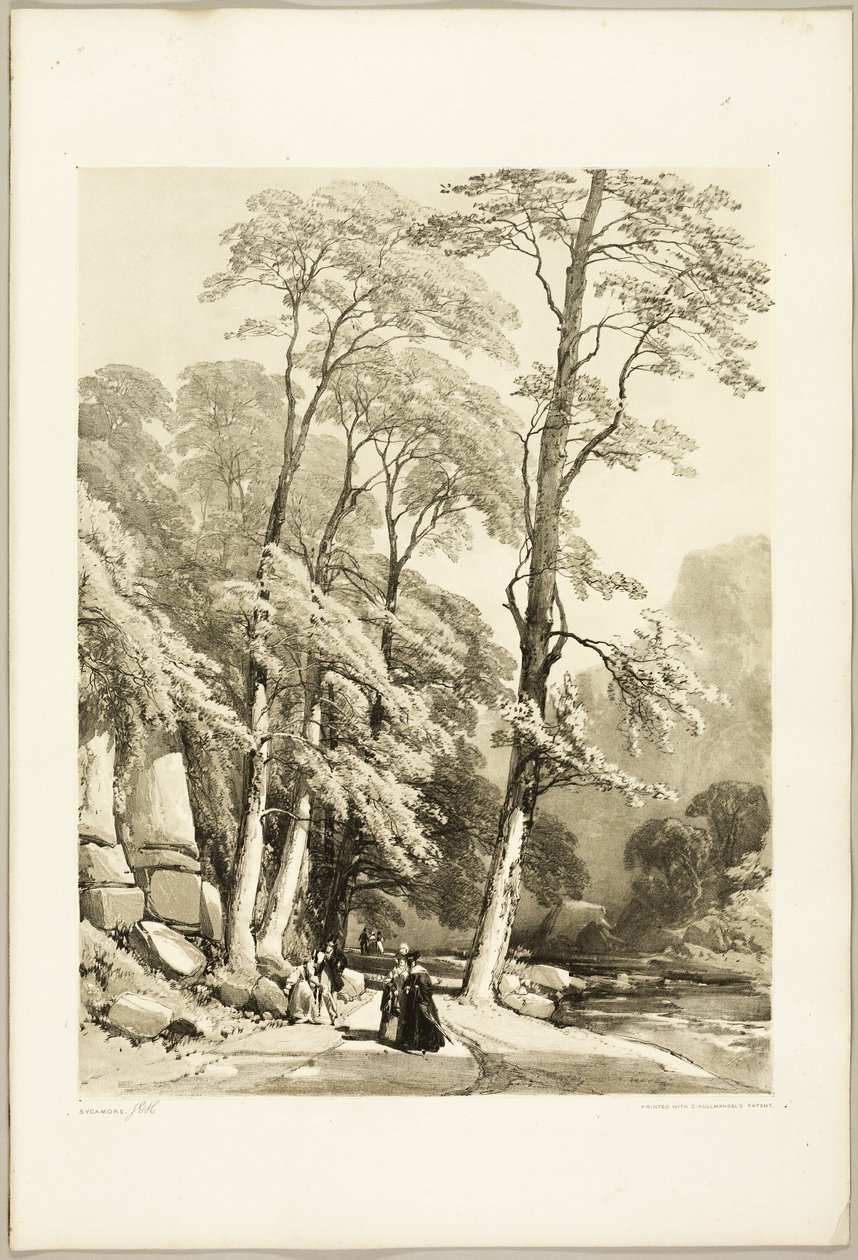 Sycamore, puistosta ja metsästä tekijältä James Duffield Harding