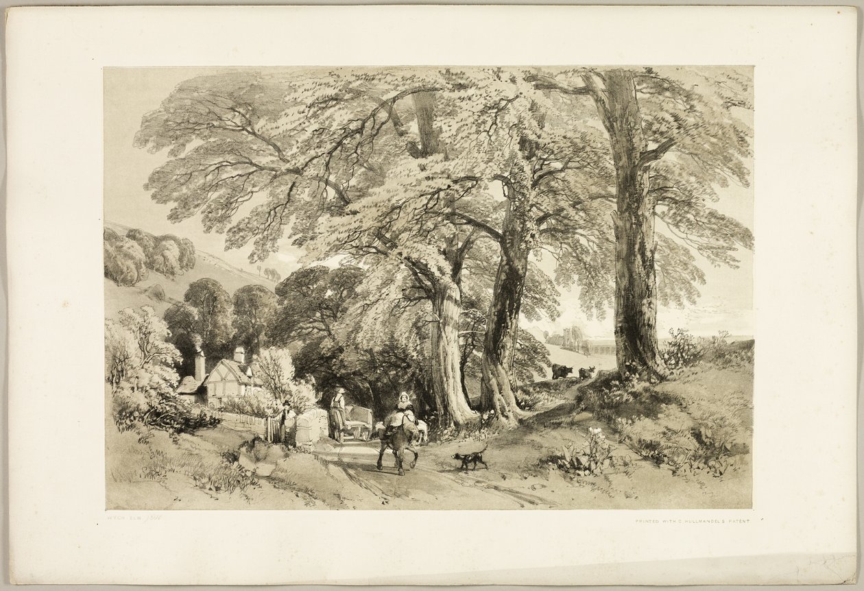 Wych Elm, puistosta ja metsästä tekijältä James Duffield Harding