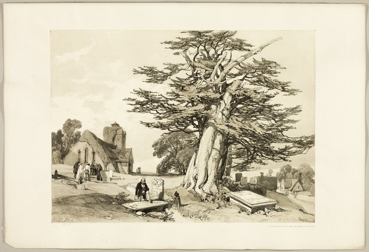 Yew, puistosta ja metsästä tekijältä James Duffield Harding