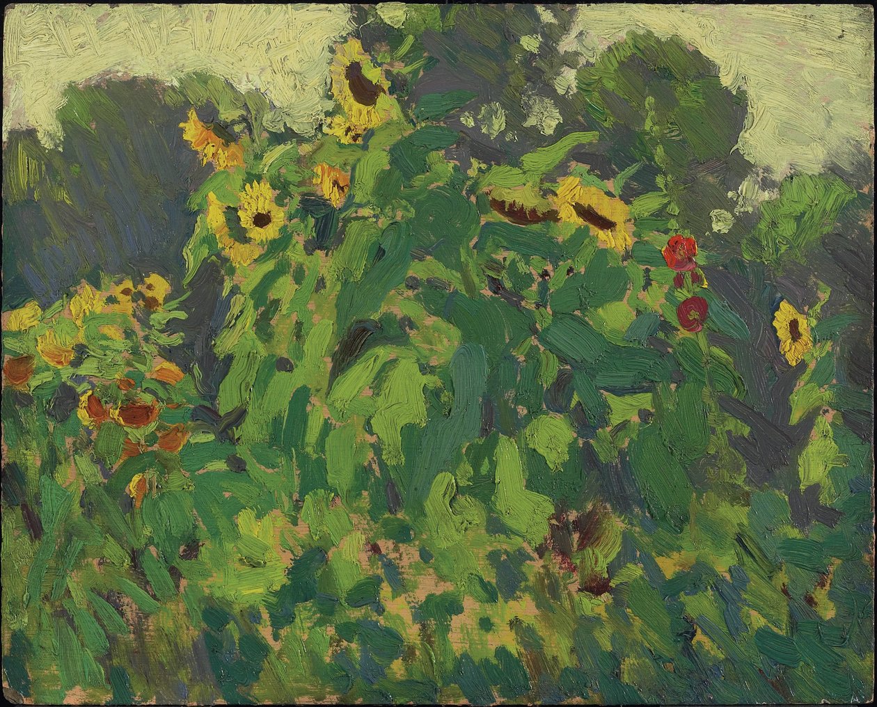 Sunflowers, Thornhill, 1916 (öljy komposiittimassalevylle) tekijältä James Edward Hervey Macdonald