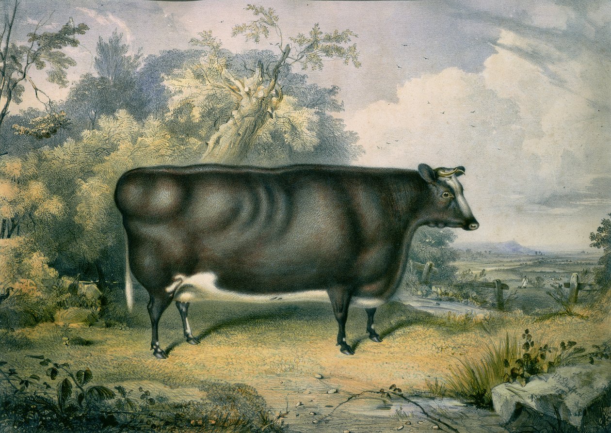 Cottesmore-palkintohieho, Henry Straffordin (1833-73) mukaan, 1837. tekijältä James Giles