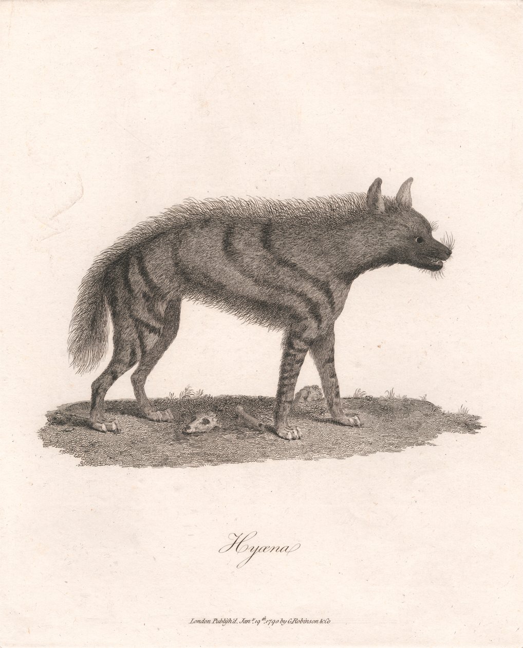 Hyoena tekijältä James Heath