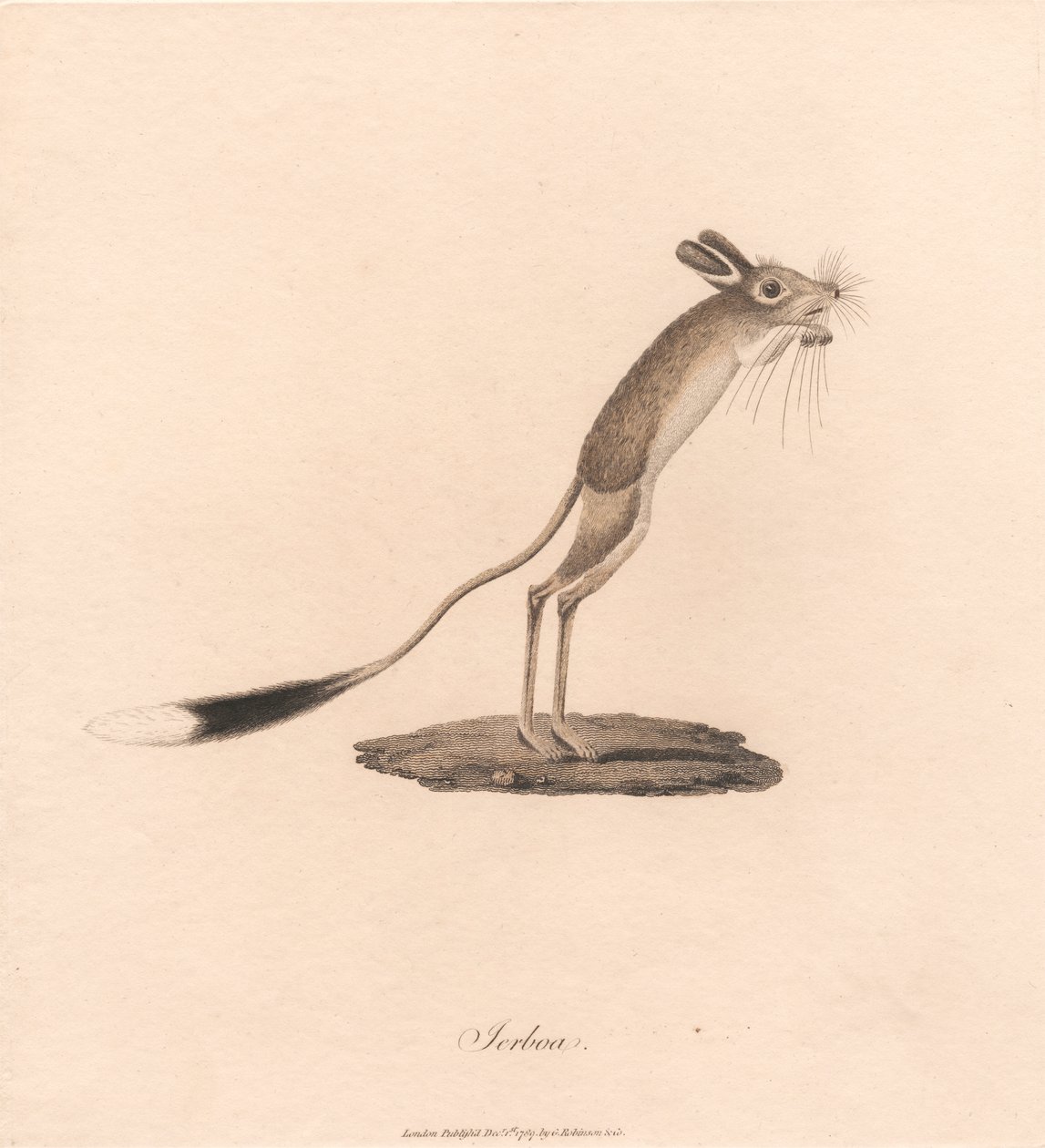 Jerboa tekijältä James Heath