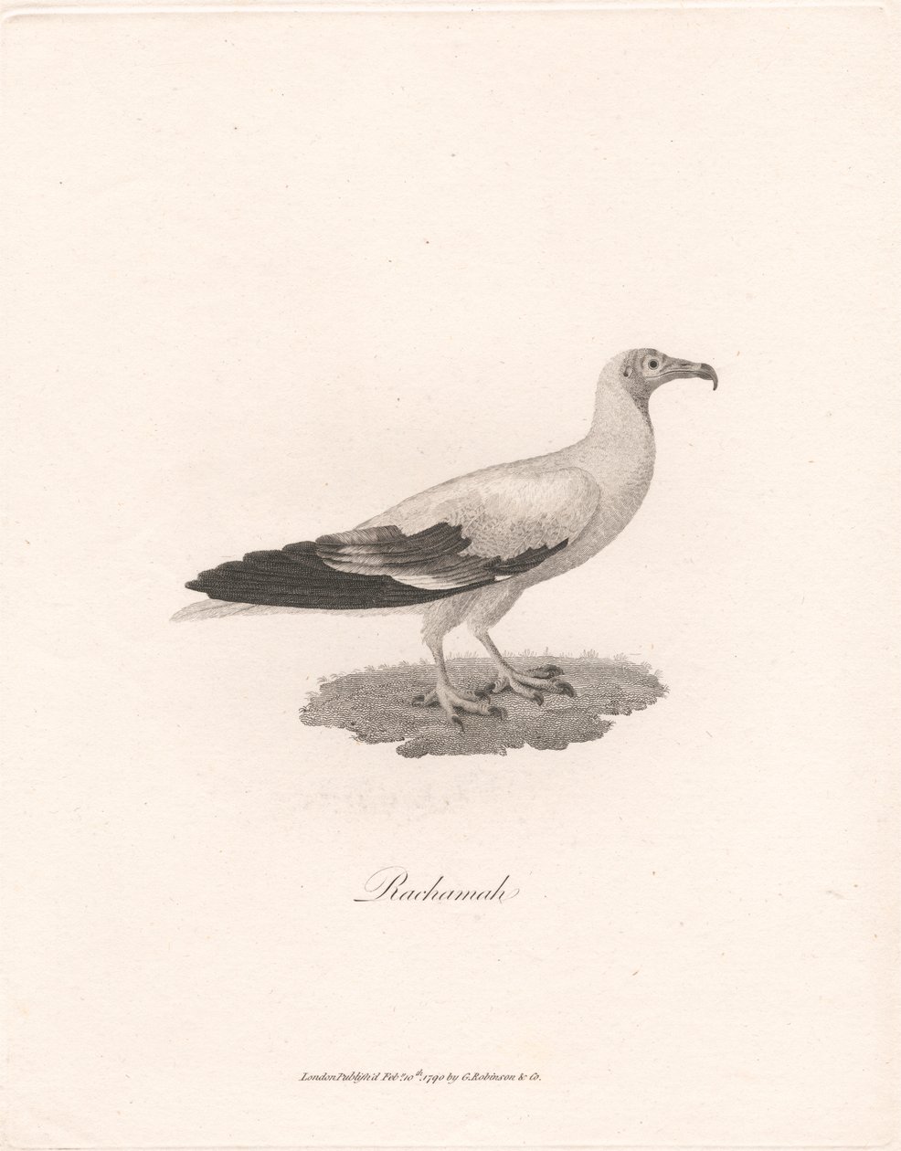 Rachamah tekijältä James Heath