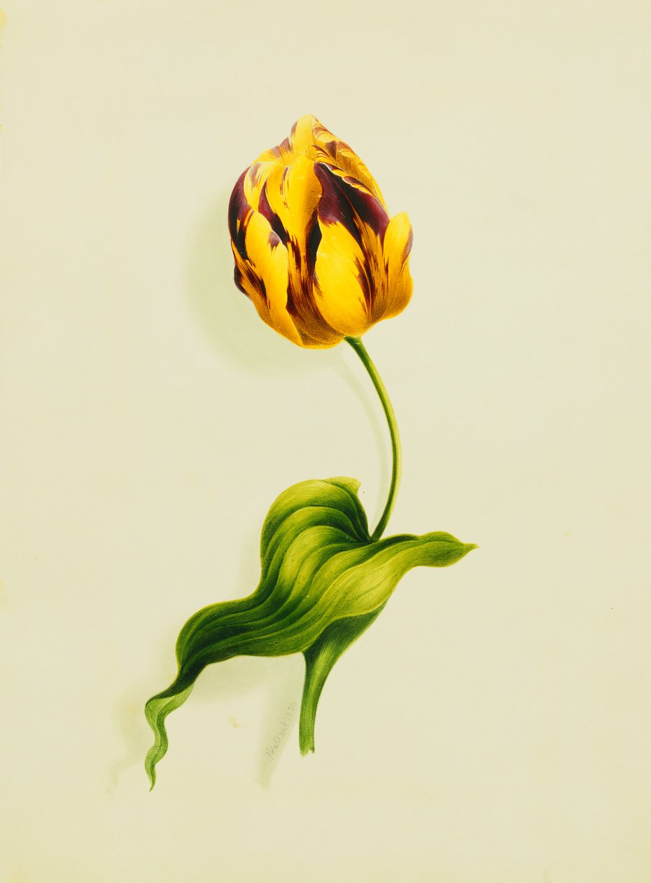 Papukaija tulppaani, 1826 tekijältä James Holland