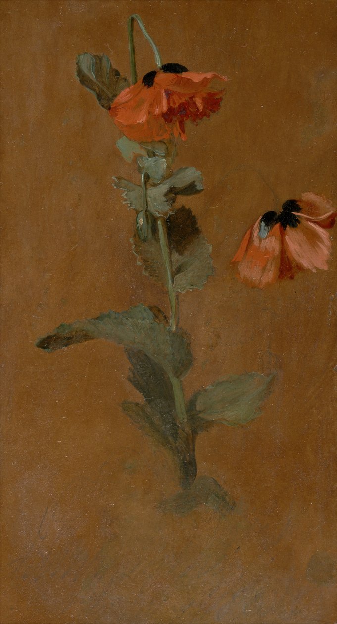 Study of Poppies, 1832 (öljy ja lyijykynä aluksella) (jälkikonservointi) tekijältä James Inskipp