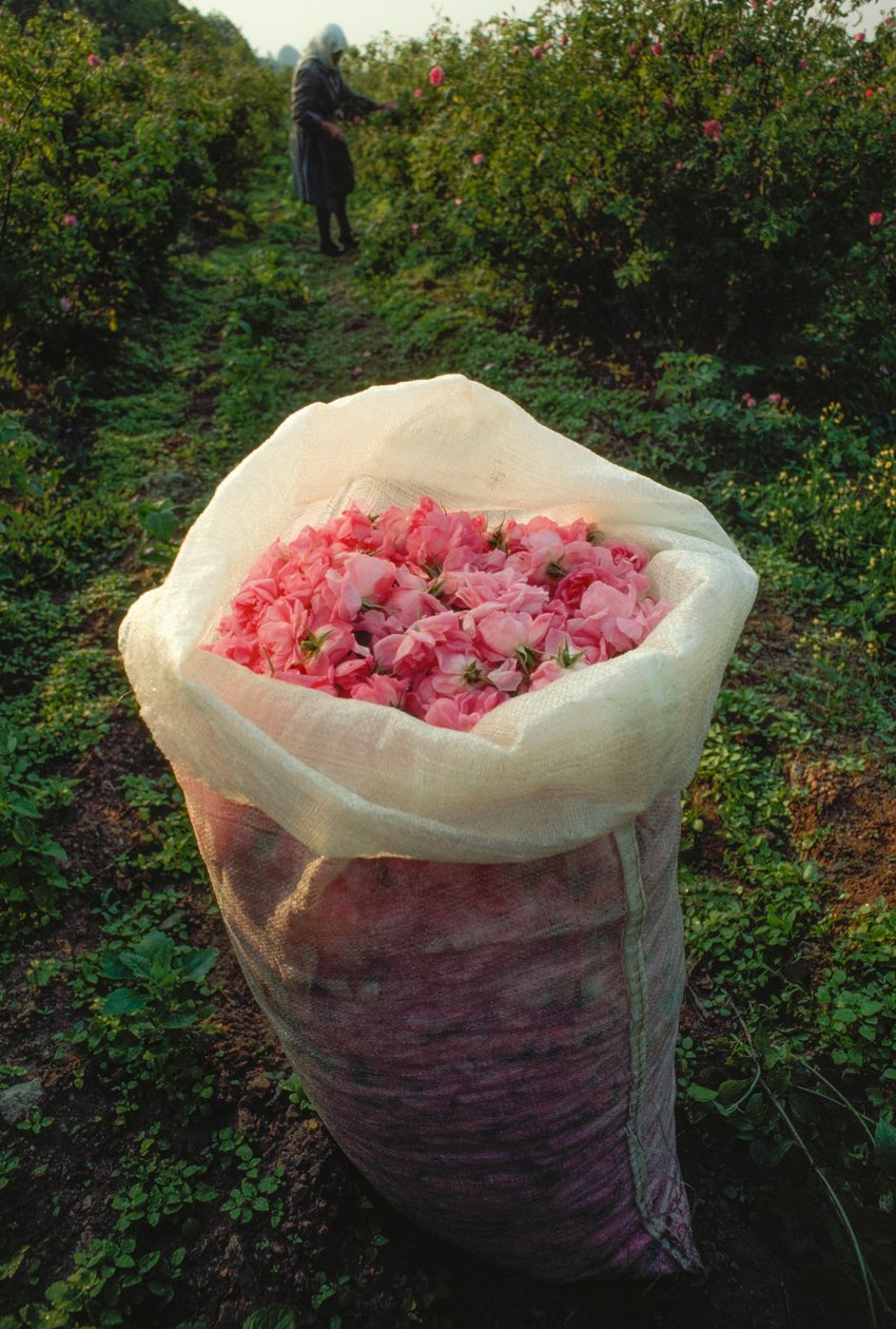 Pussi täynnä tuoreita ruusun terälehtiä. Ruusujen laakso, Bulgaria. tekijältä James L Stanfield