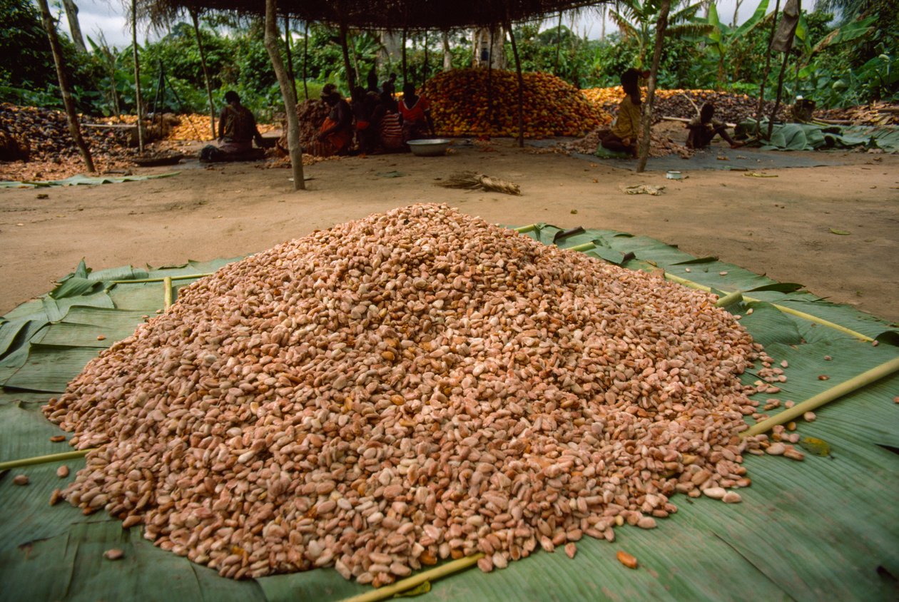 Suuri kasa kaakaopapuja (suku: Theobroma, laji: cacao), jotka ovat jo... tekijältä James L Stanfield