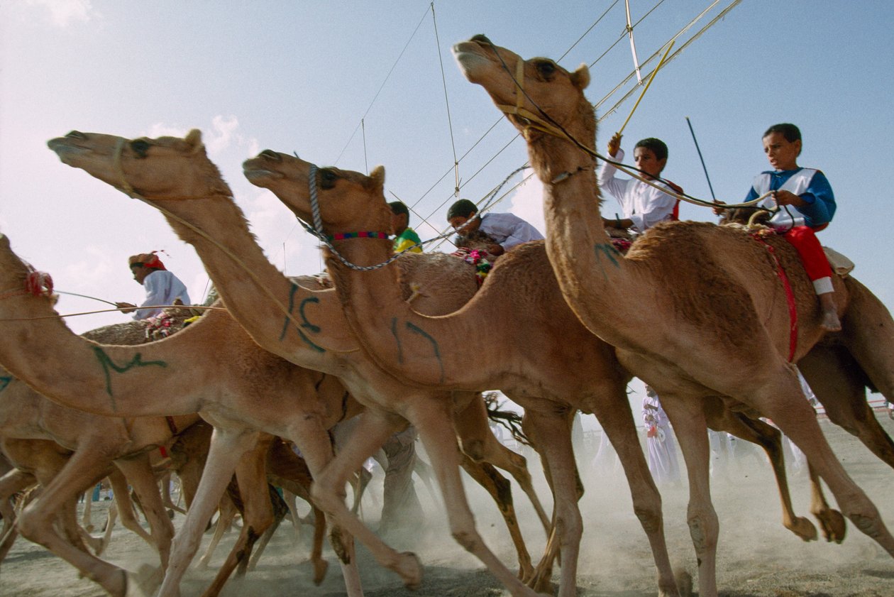 Kamelit syöksyvät eteenpäin Omanin kansallispäivän kamelikilpailuissa. Al Falajin alueen ravirata, Oman. tekijältä James L Stanfield