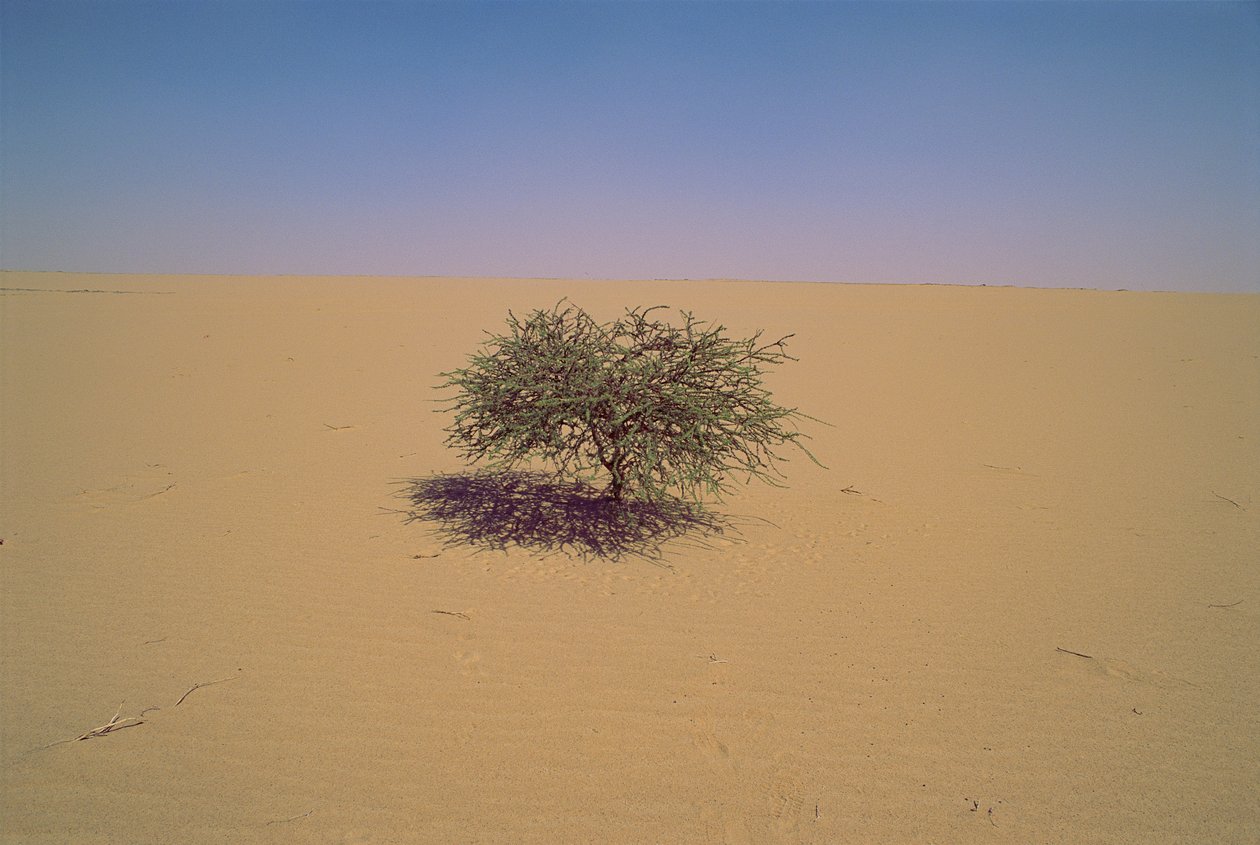 Yksittäinen puu aavikolla Nigerissä, Afrikassa.Ehkä "Arbre du Tenere" tai näennäinen... tekijältä James L Stanfield