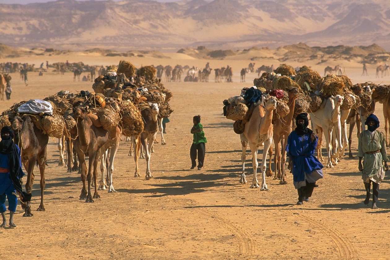 Suolakamellikaravaani Fachin ulkopuolella. LÄHELLÄ FACHIA, NIGER. tekijältä James L Stanfield