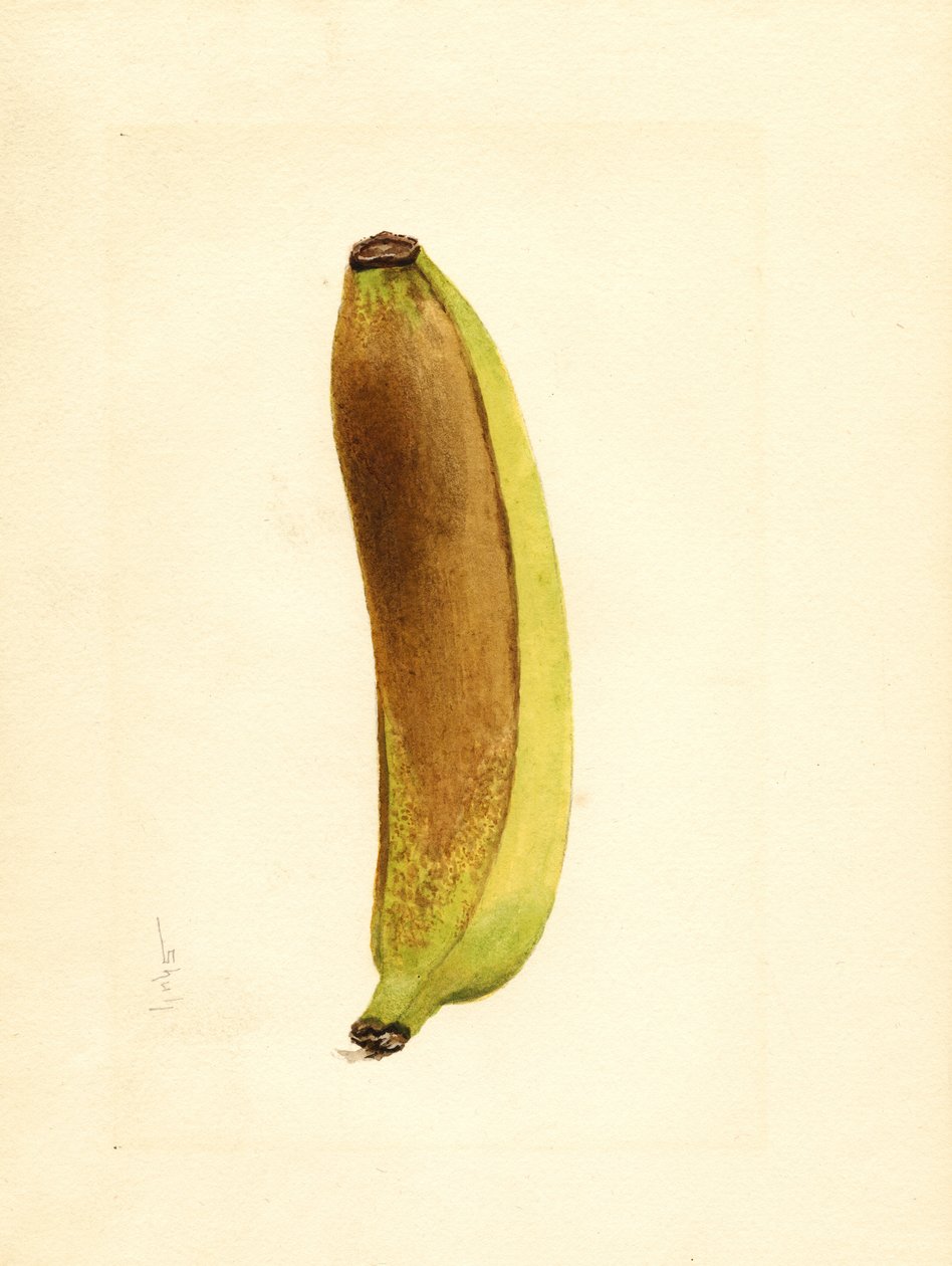 Banaani (Musa) (akvarelli) tekijältä James Marion Shull